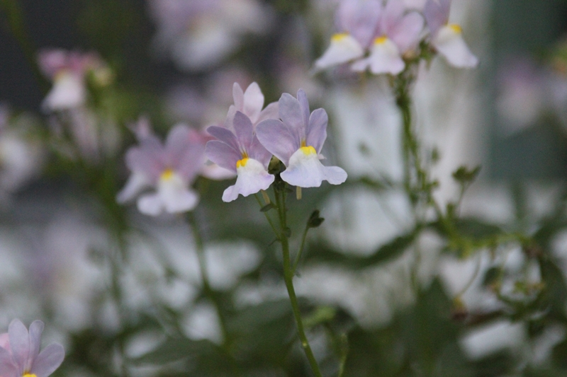 slideshow